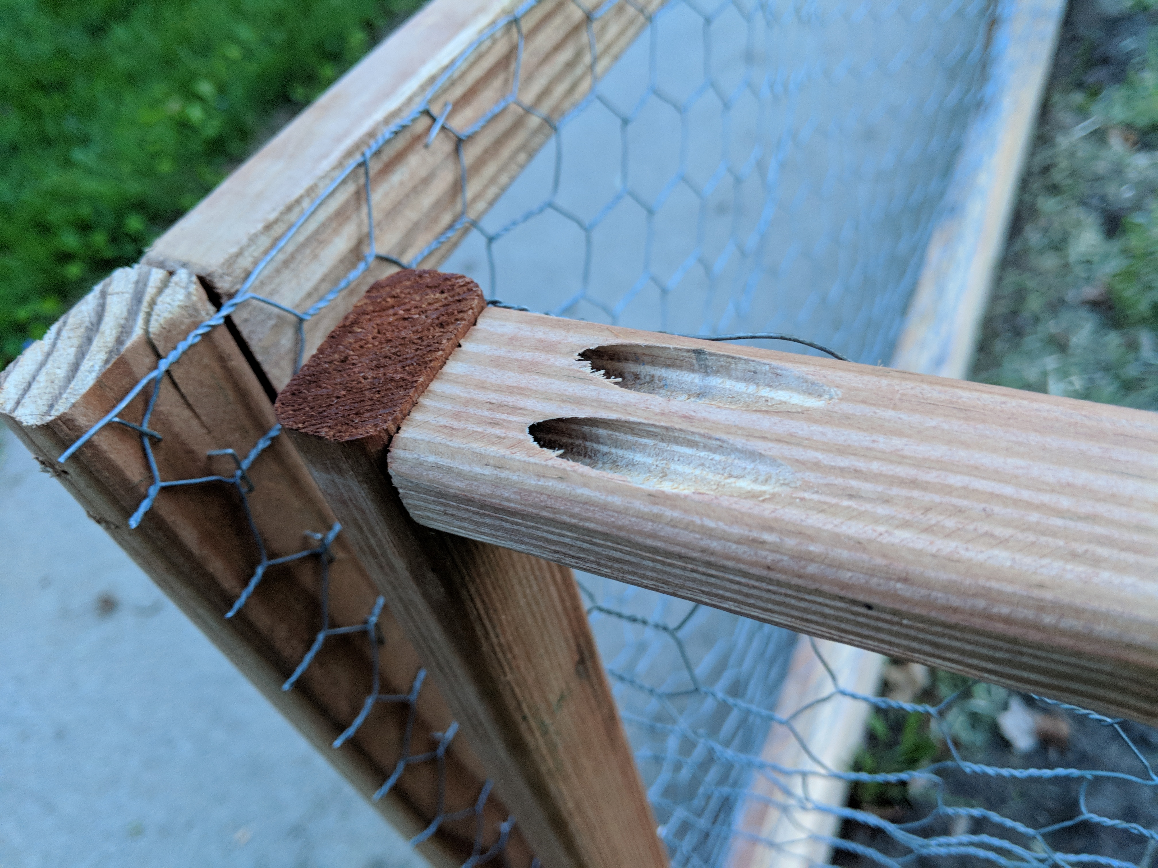 Chicken-wire fence panels for garden bed